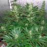 Auto White Widow regular Ganja Seeds Auto White Widow regular Ganja Seeds