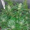 семена конопли Россия Auto White Widow regular семена конопли Россия Auto White Widow regular
