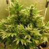 семена культурной конопли купить Auto White Widow regular семена культурной конопли купить Auto White Widow regular