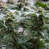 заказать на сайте семена конопли The Church feminised Green House Seeds заказать на сайте семена конопли The Church feminised Green House Seeds