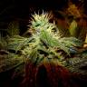 Black Domina feminised Breeders Community Seeds Black Domina feminised Breeders Community Seeds
