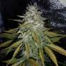 семена конопли автоцвет Auto Pandora regular семена конопли автоцвет Auto Pandora regular