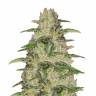 семена конопли в России OG Kush CBD feminised Medical Seeds