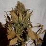 семена конопли курьером Dutch Dragon feminised Paradise Seeds семена конопли курьером Dutch Dragon feminised Paradise Seeds