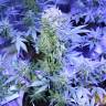 семена индийской конопли Auto AK 47 regular семена индийской конопли Auto AK 47 regular