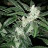 семена конопли Россия Blue Queen feminised семена конопли Россия Blue Queen feminised