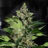 CBD Kush feminised Dutch Passion Seeds CBD Kush feminised Dutch Passion Seeds