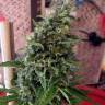 CBD Kush feminised Dutch Passion Seeds CBD Kush feminised Dutch Passion Seeds