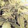 купить семена конопли в России Auto Blue Critical feminised