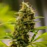 автоцветущие семена конопли Auto Pipi regular автоцветущие семена конопли Auto Pipi regular