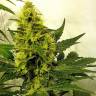 семена конопли f1 в оригинальной упаковке Auto Pipi regular семена конопли f1 в оригинальной упаковке Auto Pipi regular