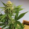 семена конопли интернет магазин Auto Pipi regular семена конопли интернет магазин Auto Pipi regular