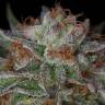 семена конопли Москва Ewe-2 feminised Humboldt Seeds