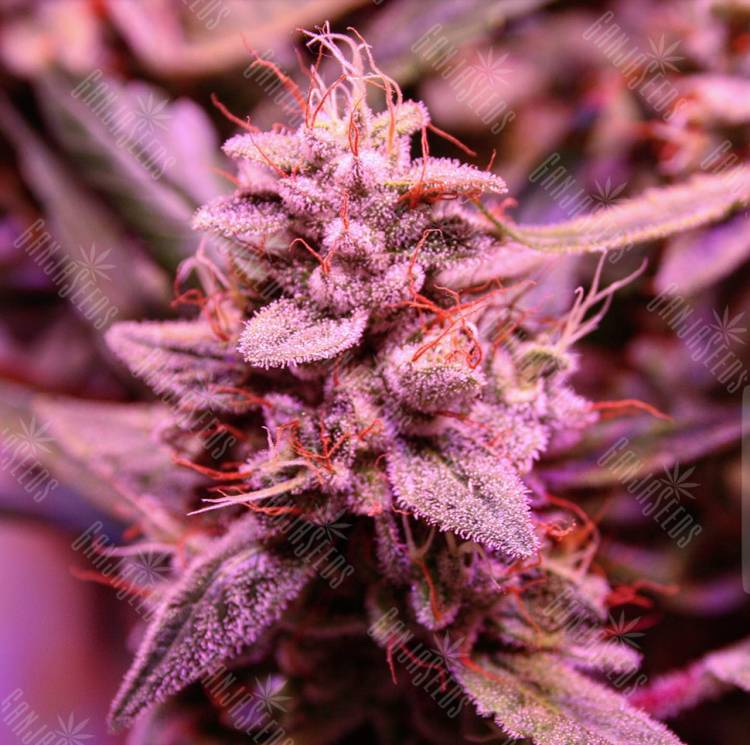 семена конопли в России Dutch Kush feminised Paradise Seeds