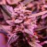 семена конопли в России Dutch Kush feminised Paradise Seeds семена конопли в России Dutch Kush feminised Paradise Seeds