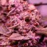 семена конопли Москва Dutch Kush feminised Paradise Seeds семена конопли Москва Dutch Kush feminised Paradise Seeds