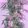 семена культурной конопли купить Dutch Kush feminised Paradise Seeds семена культурной конопли купить Dutch Kush feminised Paradise Seeds