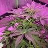 купить семена конопли Fresh Candy feminised Pyramid Seeds купить семена конопли Fresh Candy feminised Pyramid Seeds