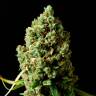 Семена марихуаны Critical Kush feminised Ganja Seeds Семена марихуаны Critical Kush feminised Ganja Seeds