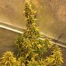 Auto Big Bud XXL feminised Ganja Seeds качественные Auto Big Bud XXL feminised Ganja Seeds качественные