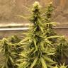 Auto Big Bud XXL feminised Ganja Seeds купить Auto Big Bud XXL feminised Ganja Seeds купить