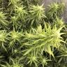 Auto Big Bud XXL feminised Ganja Seeds заказать онлайн Auto Big Bud XXL feminised Ganja Seeds заказать онлайн
