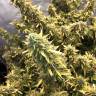 Auto Big Bud XXL feminised Ganja Seeds Auto Big Bud XXL feminised Ganja Seeds