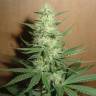 семена конопли дешево Auto Big Bud feminised Ganja Live Seeds семена конопли дешево Auto Big Bud feminised Ganja Live Seeds
