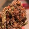 Семена Bruce Banner feminised Ganja Seeds Семена Bruce Banner feminised Ganja Seeds