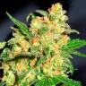 Качественные семена конопли Bruce Banner feminised Ganja Seeds Качественные семена конопли Bruce Banner feminised Ganja Seeds