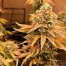Bruce Banner feminised Ganja Seeds не дорого Bruce Banner feminised Ganja Seeds не дорого