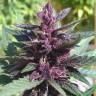 семена конопли Auto Purple Kush feminised семена конопли Auto Purple Kush feminised
