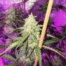 семена индийской конопли GH Cheese feminised Green House Seeds семена индийской конопли GH Cheese feminised Green House Seeds