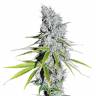 CBD Skunk Haze feminised Dutch Passion Seeds CBD Skunk Haze feminised Dutch Passion Seeds
