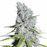CBD Skunk Haze feminised Dutch Passion Seeds CBD Skunk Haze feminised Dutch Passion Seeds