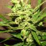 Early Skunk feminised Breeders Community Seeds Early Skunk feminised Breeders Community Seeds