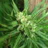 Early Skunk feminised Breeders Community Seeds Early Skunk feminised Breeders Community Seeds