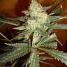 заказ семян конопли Москва Galaxy feminised Pyramid Seeds заказ семян конопли Москва Galaxy feminised Pyramid Seeds