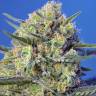 семена конопли индика Crystal Candy F1 Fast Version feminised Sweet Seeds семена конопли индика Crystal Candy F1 Fast Version feminised Sweet Seeds
