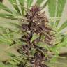 Freddy's Best feminised Ganja Seeds Freddy's Best feminised Ganja Seeds