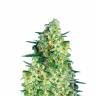Семена марихуаны оптом Auto Jack 47 feminised Ganja Seeds Семена марихуаны оптом Auto Jack 47 feminised Ganja Seeds