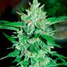 Недорогие семена марихуаны Auto Jack 47 feminised Ganja Seeds Недорогие семена марихуаны Auto Jack 47 feminised Ganja Seeds