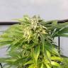урожайные семена конопли Auto Bubble Gum feminised Ganja Live Seeds урожайные семена конопли Auto Bubble Gum feminised Ganja Live Seeds