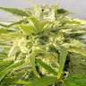 семена сортовой конопли Auto Bubble Gum feminised Ganja Live Seeds семена сортовой конопли Auto Bubble Gum feminised Ganja Live Seeds