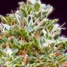 Auto Bubble Gum feminised GanjaLiveSeeds Auto Bubble Gum feminised GanjaLiveSeeds