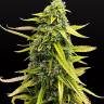 семена конопли качественных сортов Auto Bubble Gum feminised семена конопли качественных сортов Auto Bubble Gum feminised