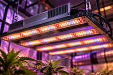LED нового поколения: практичный взгляд на освещение для каннабиса