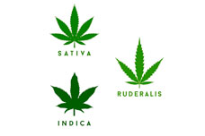 Виды и разновидности каннабиса: indica, sativa и ruderalis