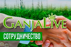 Сотрудничество с GanjaLiveSeeds